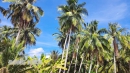 Nâng cao năng suất, chất lượng và hiệu quả vườn dừa của tỉnh